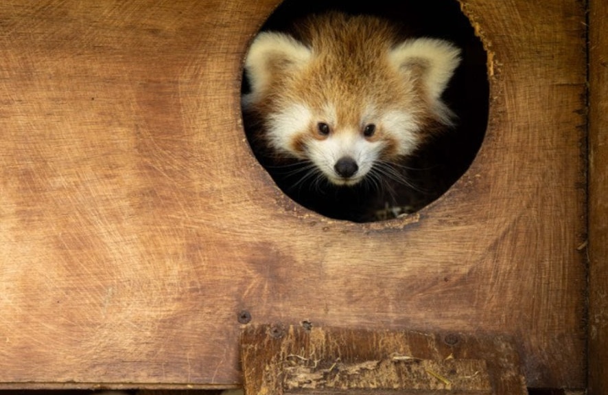 Red panda cub at Fota Wildlife Park, Co. Cork
