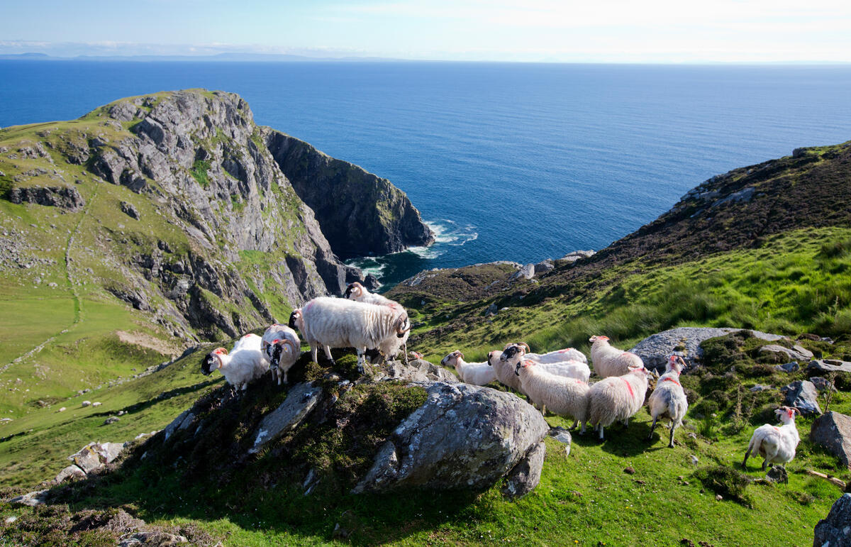 Blackface sheep grazing on the cliffs above the Atlantic in County Donegal