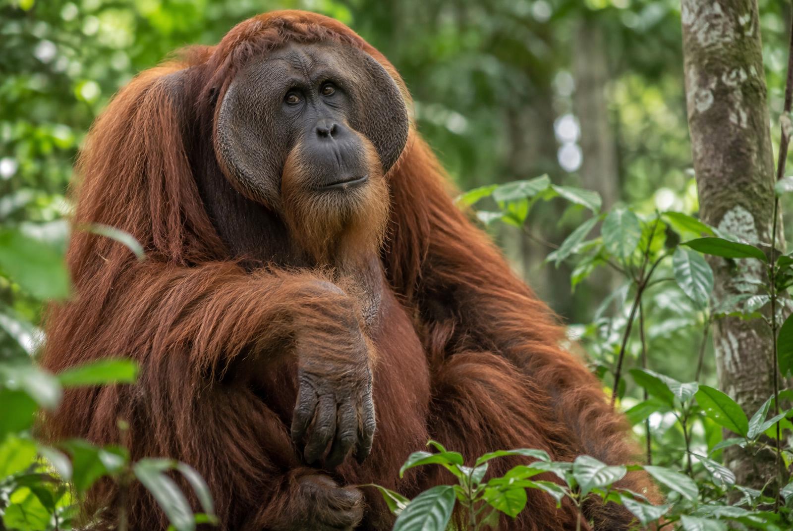 An adult Bornean orangutan sitting among dense green rainforest foliage.